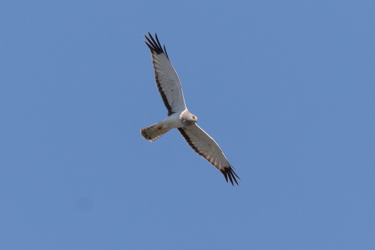 Northern Harrier - Zed Chance