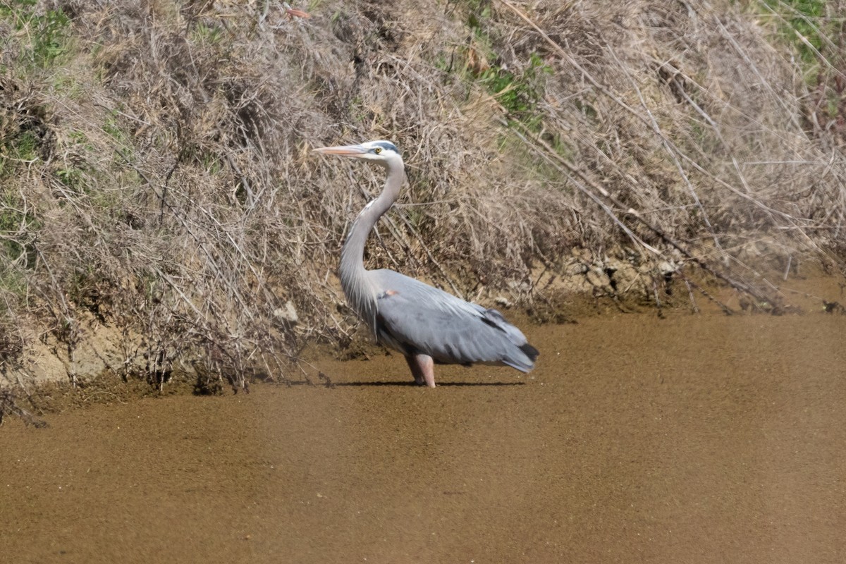 Great Blue Heron - Zed Chance