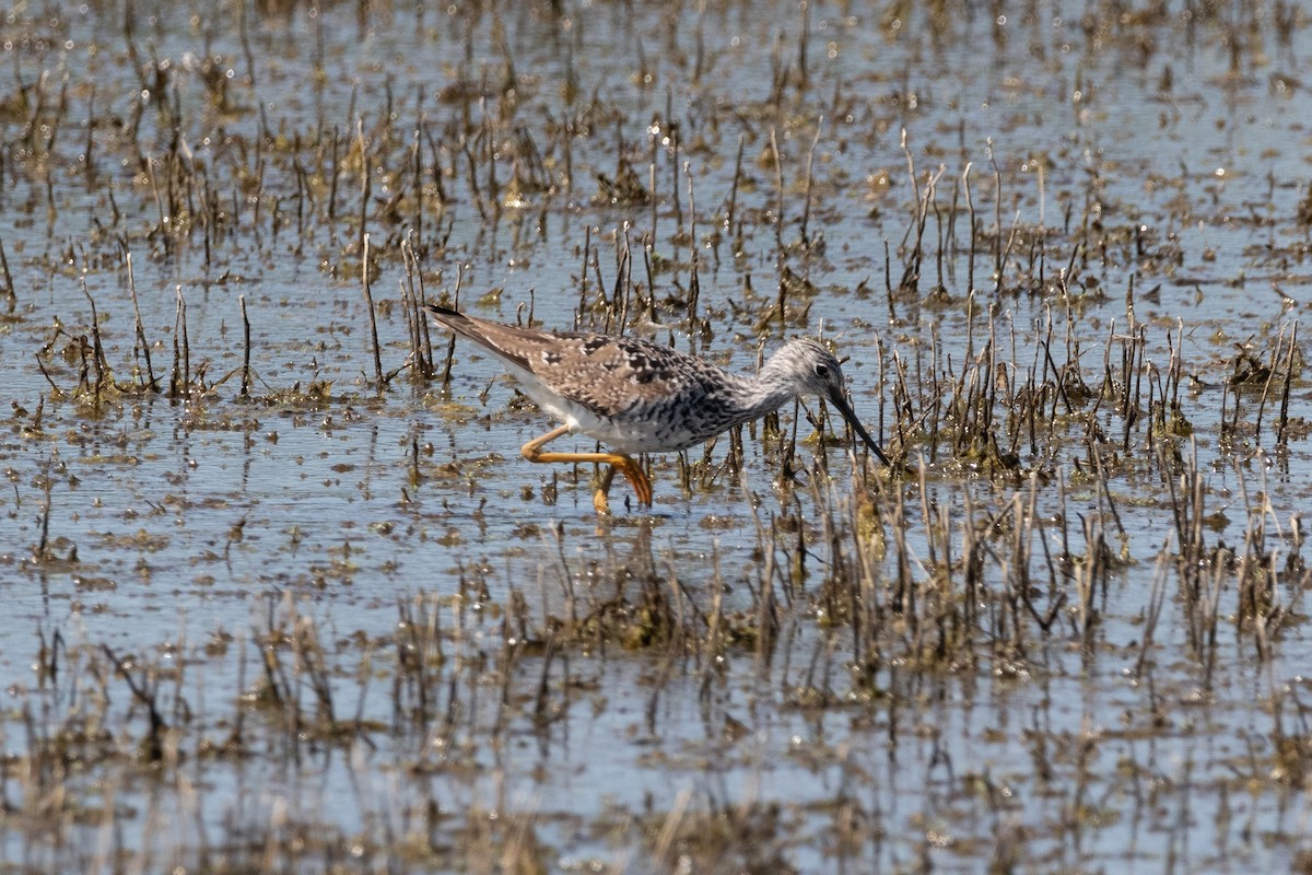 Greater Yellowlegs - Zed Chance