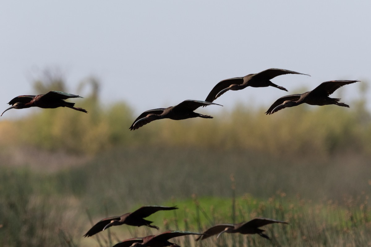 White-faced Ibis - ML325013261