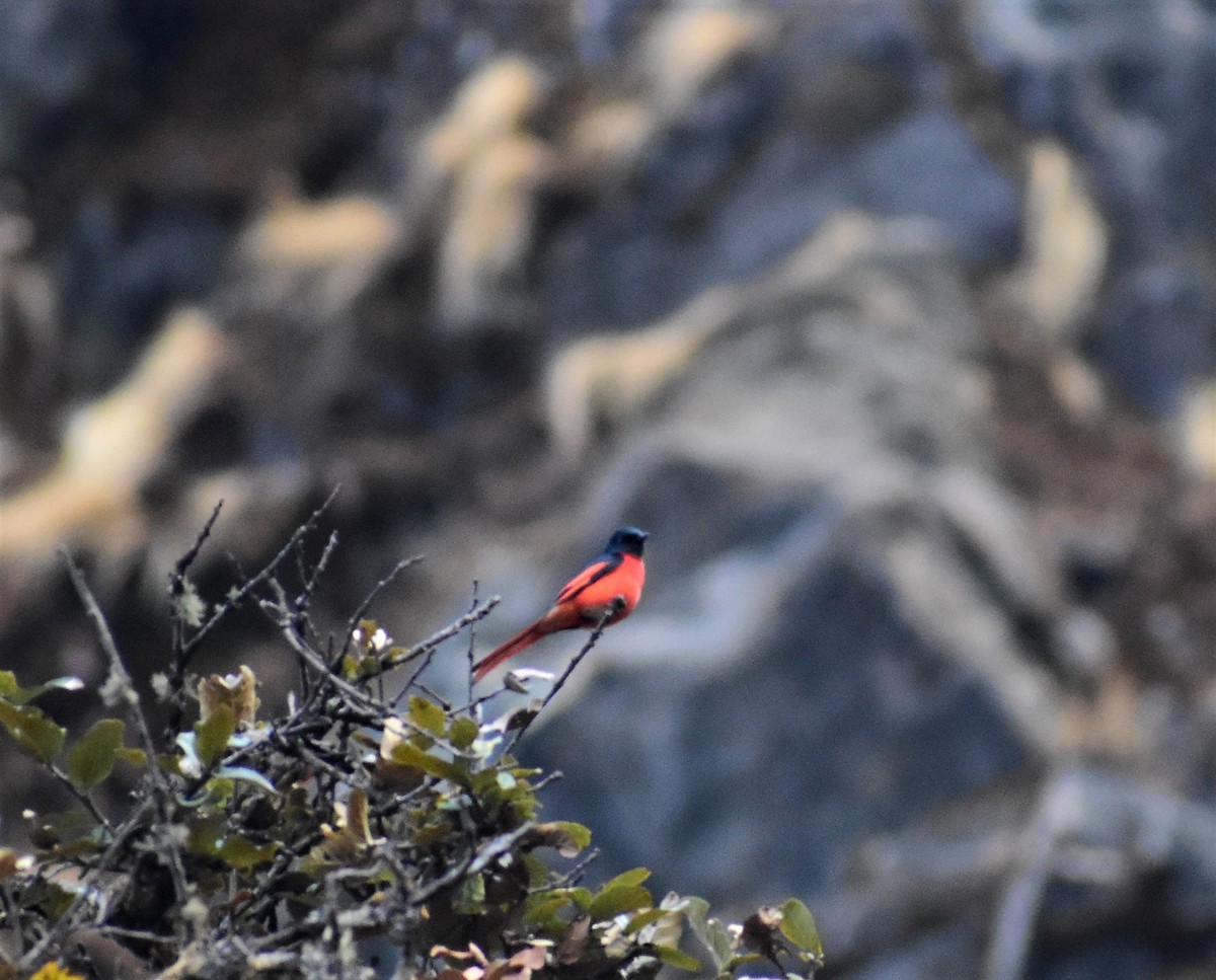 赤紅山椒鳥 - ML325013631