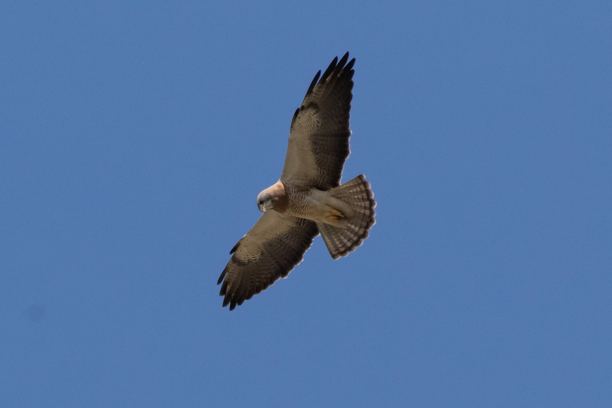 Swainson's Hawk - Zed Chance