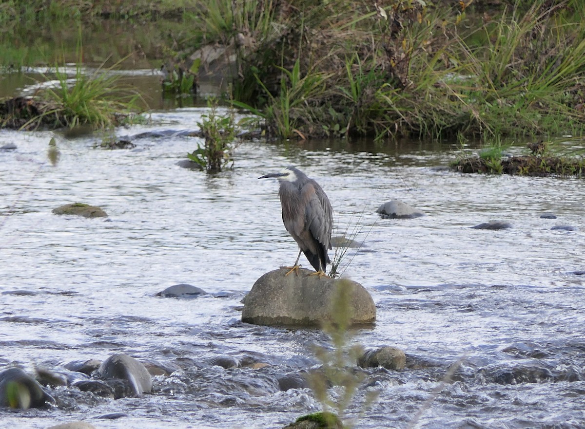 White-faced Heron - ML325015701