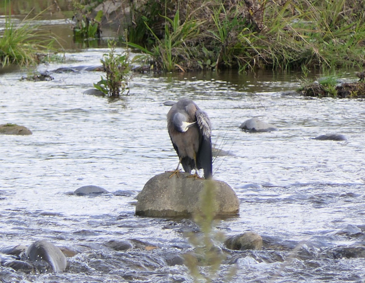 White-faced Heron - ML325015741