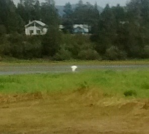 Great Egret - ML32501581