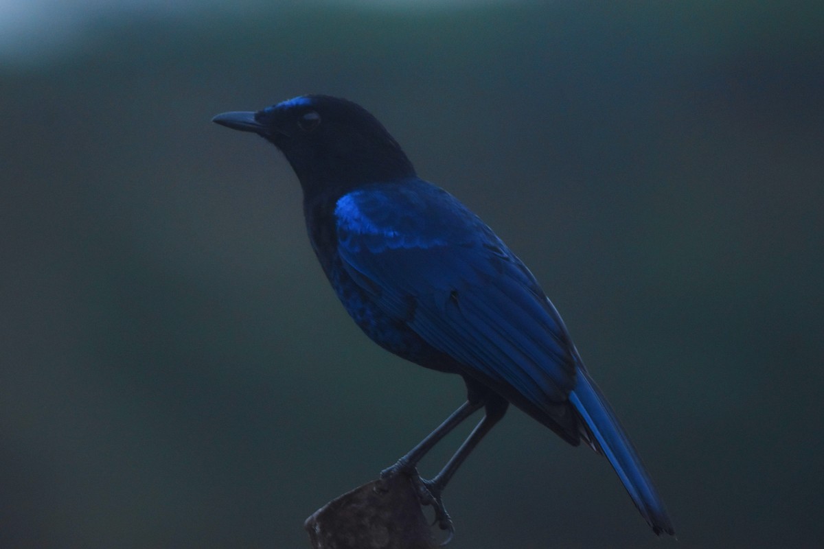 Малабарская синяя птица - ML325015871
