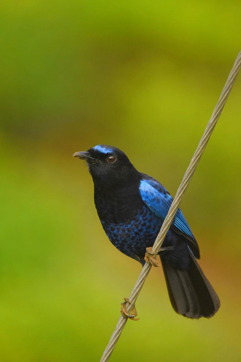 Малабарская синяя птица - ML325015881