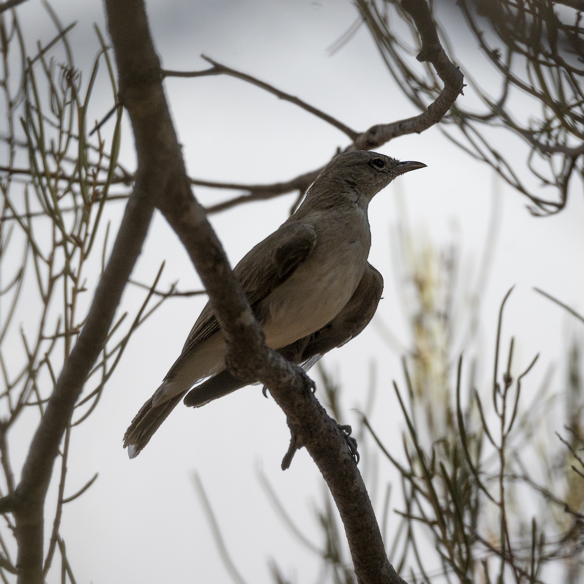 Gray Honeyeater - ML325016101