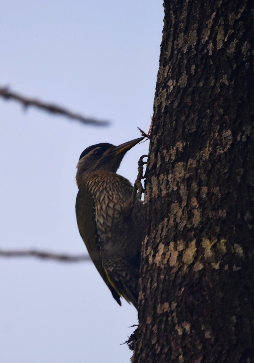 Streak-throated Woodpecker - Vishnu Nandakumar