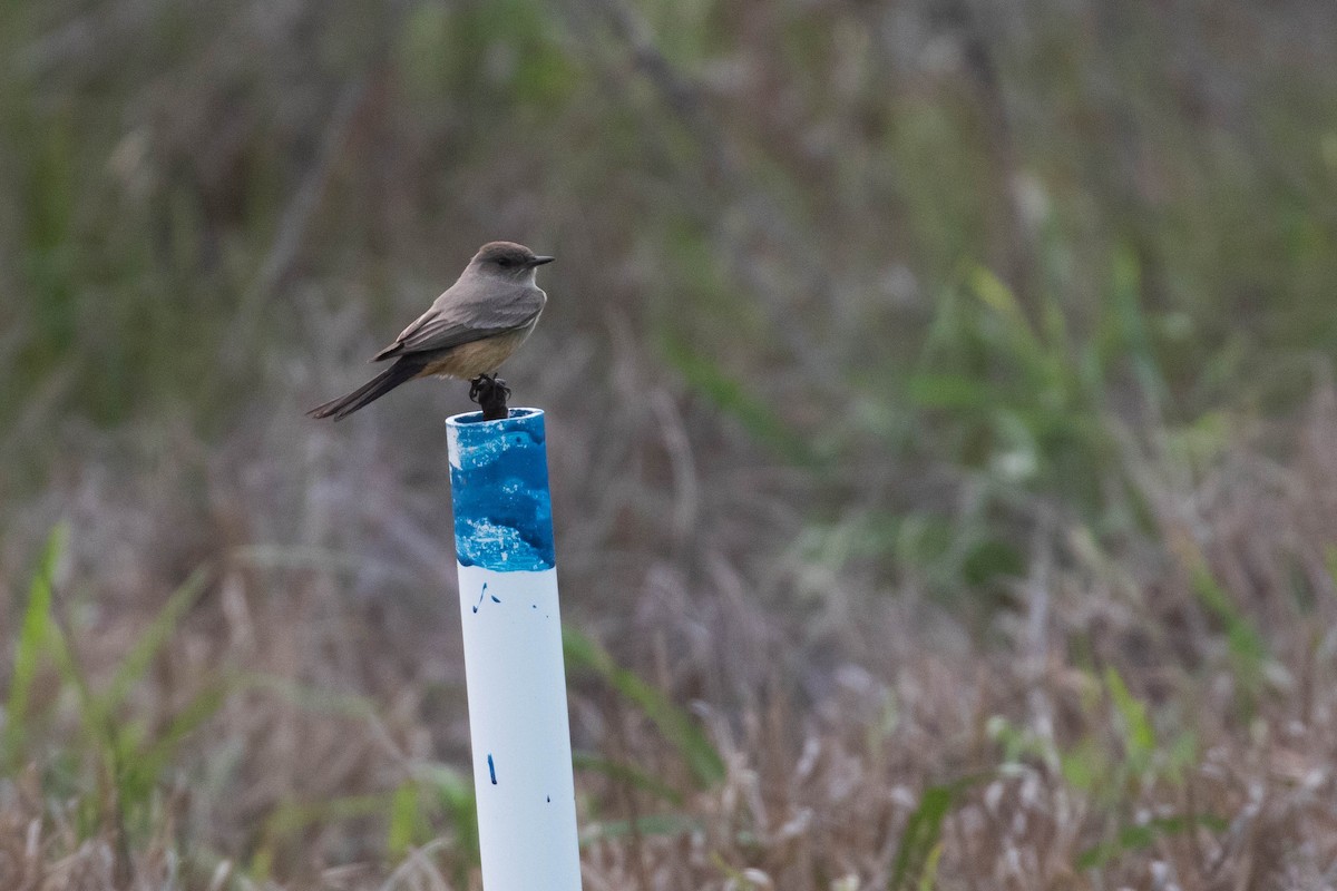 Say's Phoebe - ML325017391