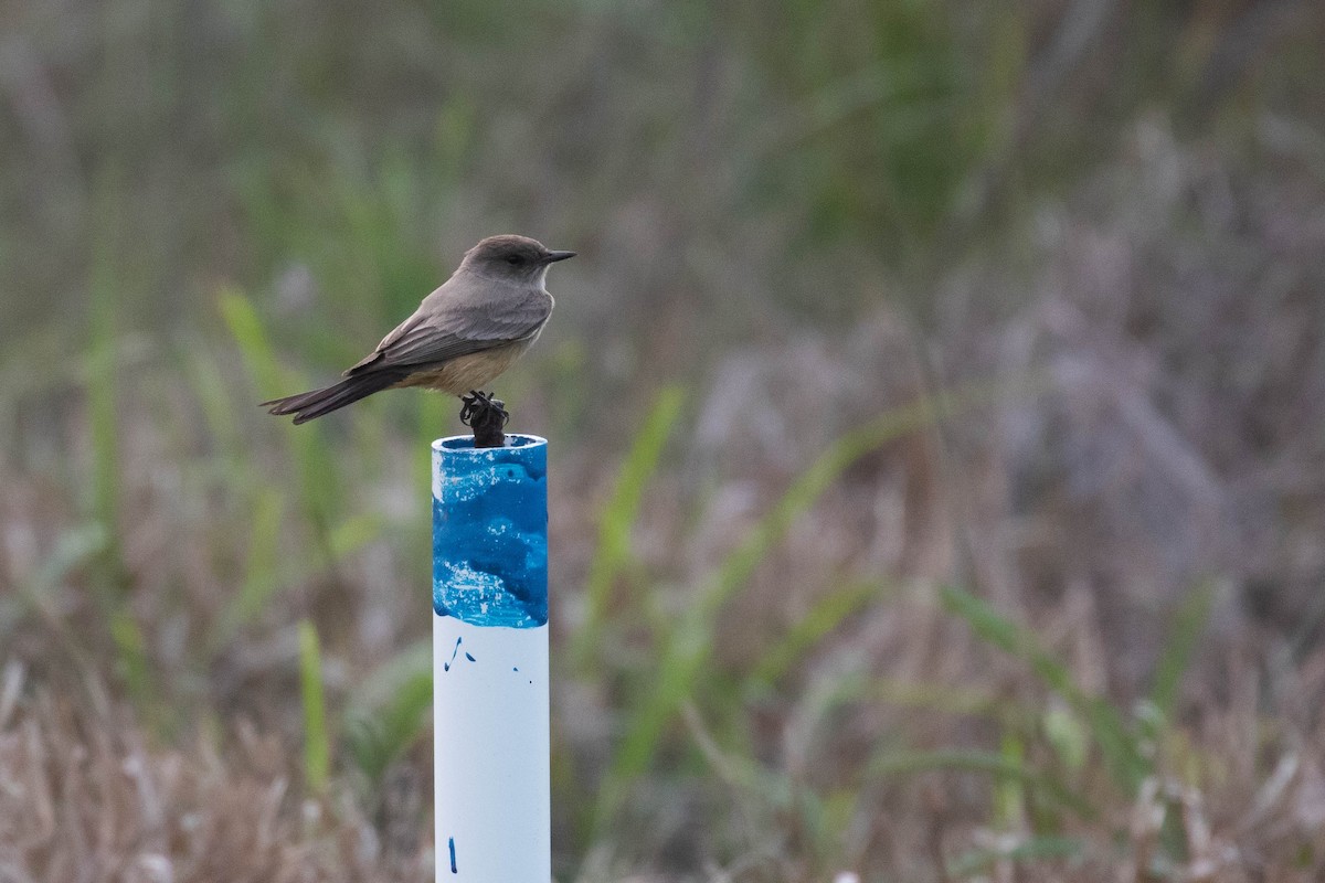 Say's Phoebe - ML325017401