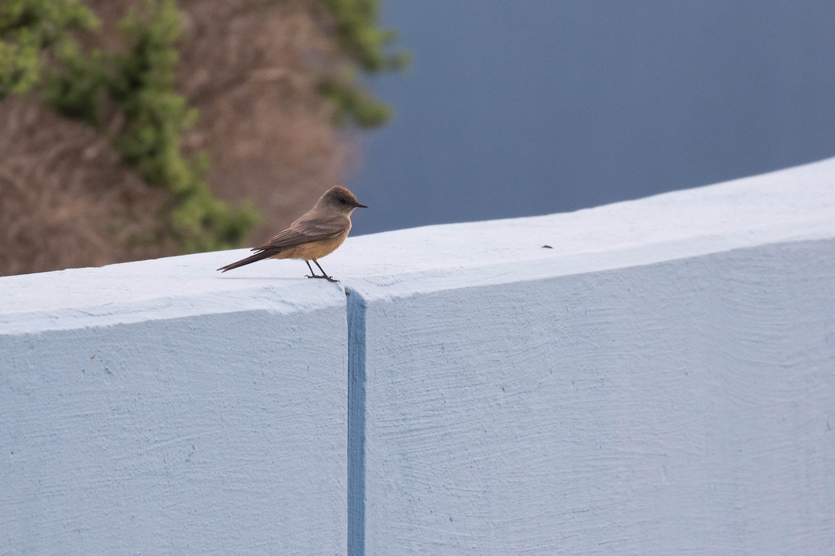 Say's Phoebe - ML325017501