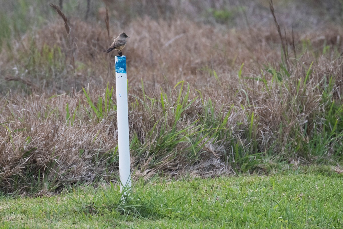 Say's Phoebe - ML325017771