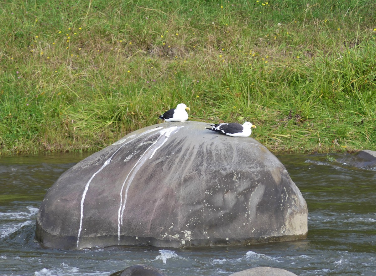 Kelp Gull - ML325017791