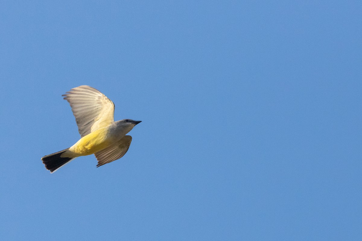 Western Kingbird - Anonymous