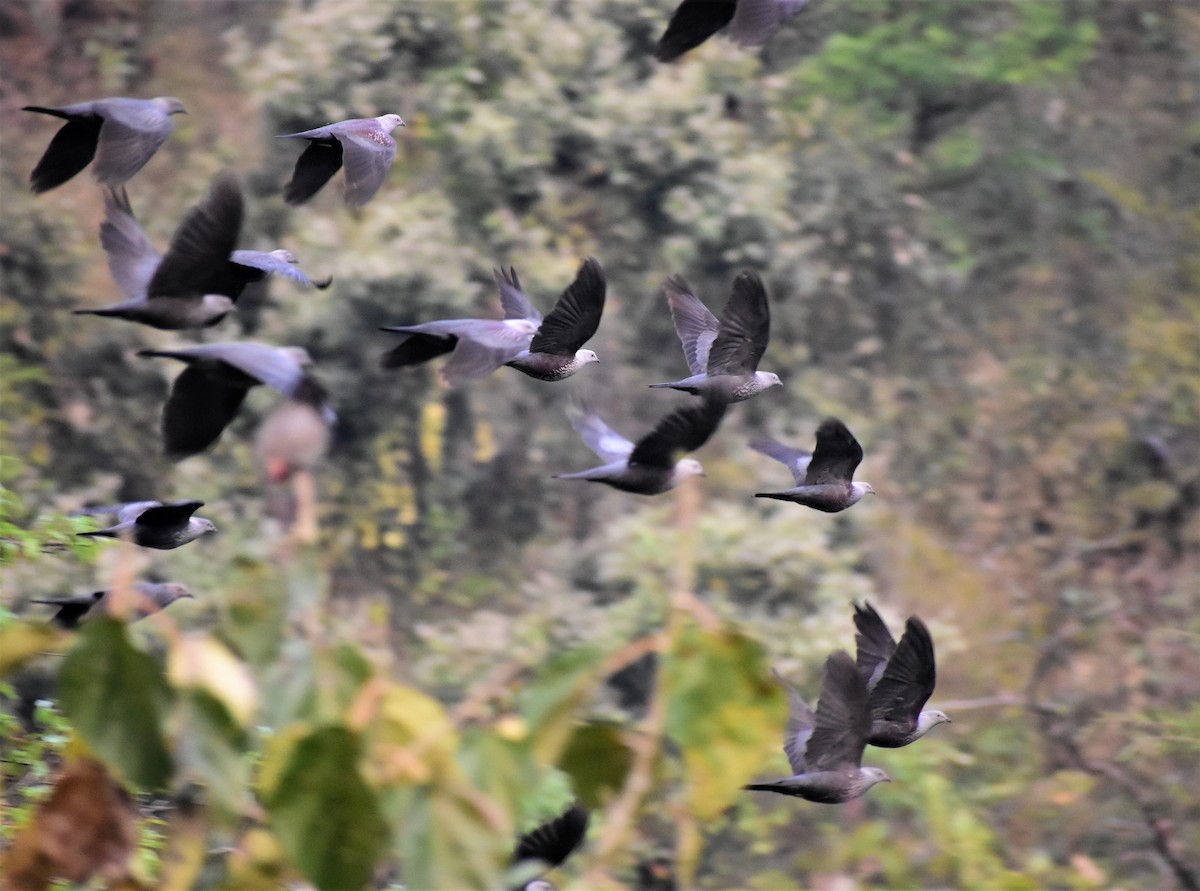 Голуб гімалайський - ML325018351