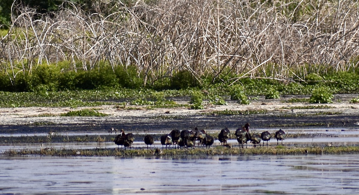 ibis americký - ML325019521