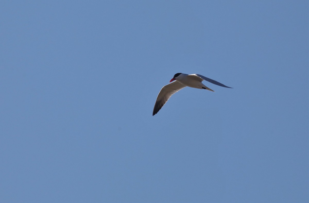 Caspian Tern - Kendall Watkins