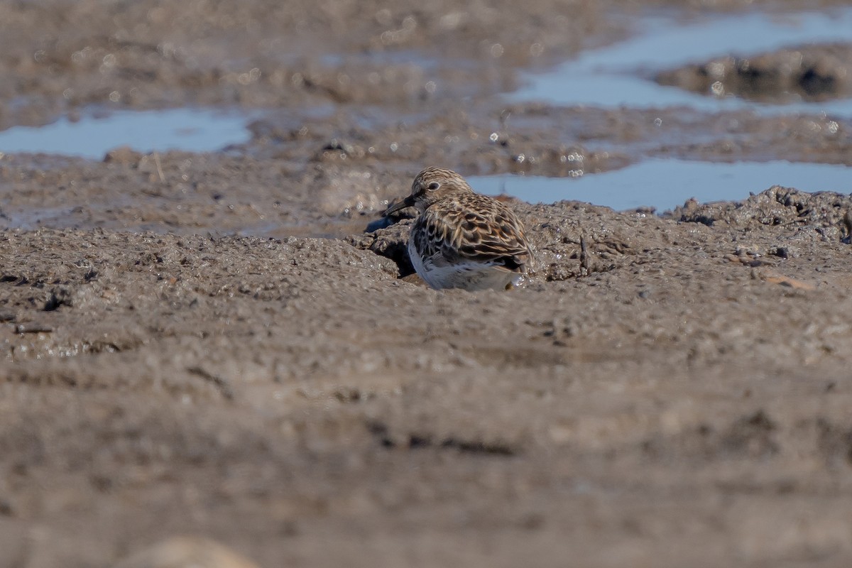 Least Sandpiper - ML325021191