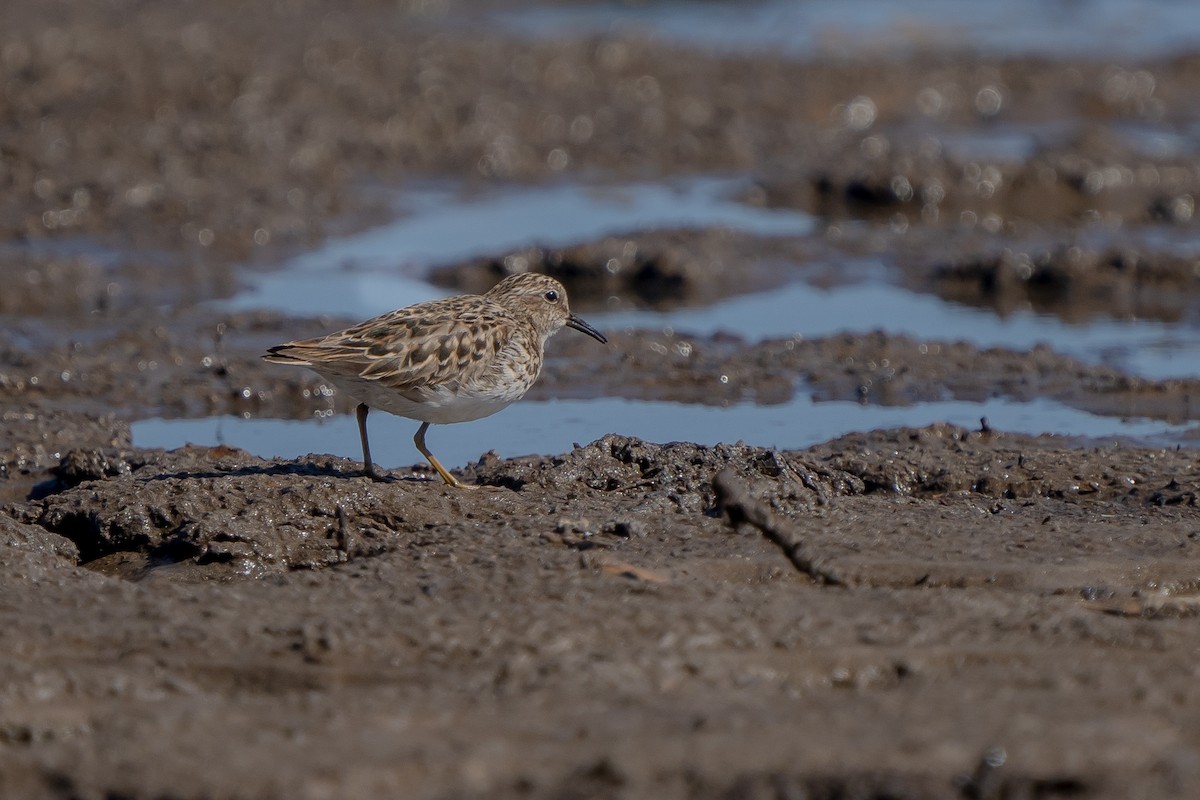 Least Sandpiper - ML325021201