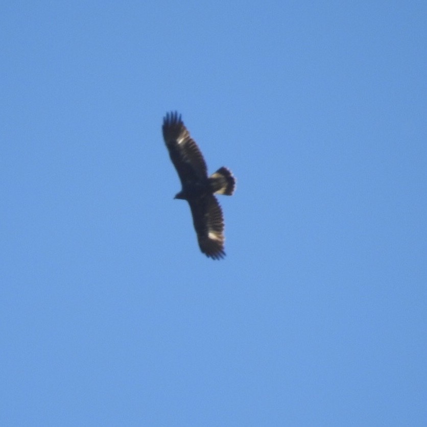 Golden Eagle - ML325021301