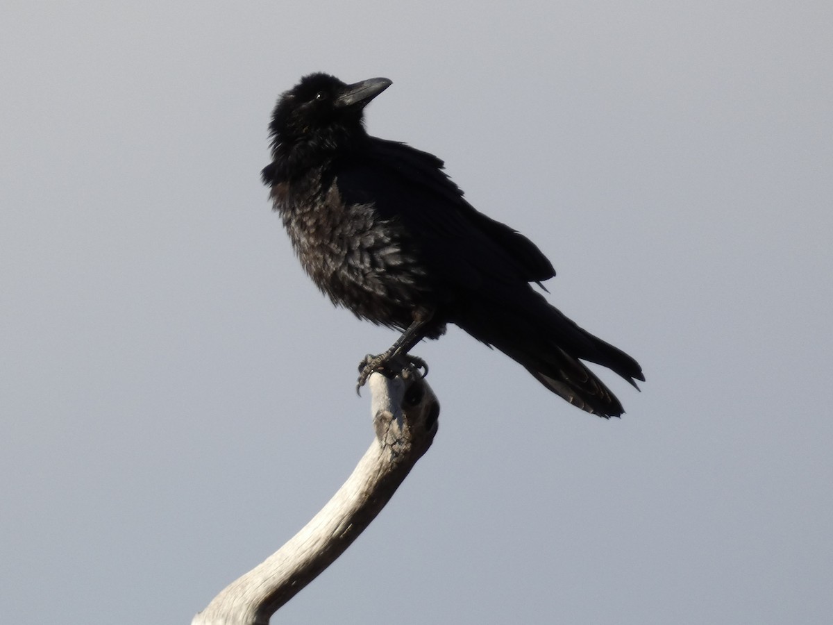 American Crow - ML325021351