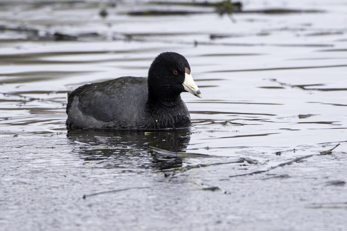 American Coot - ML325021701