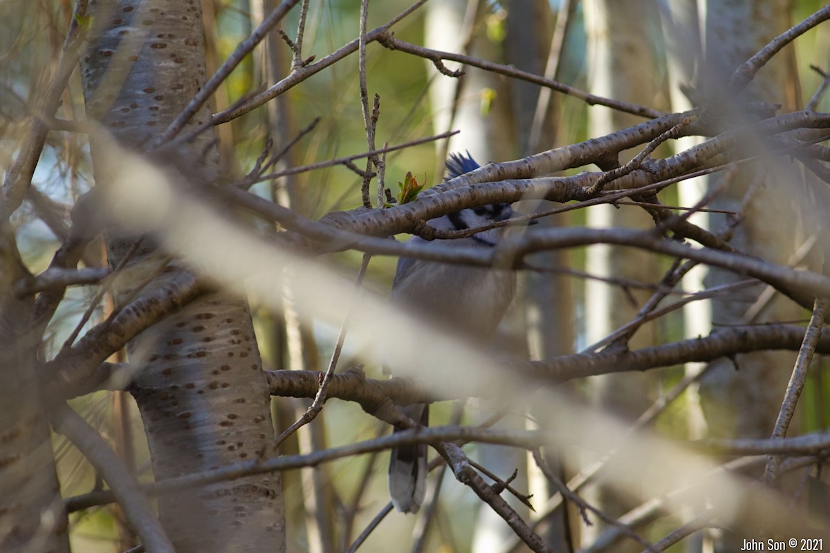 Blue Jay - ML325022941