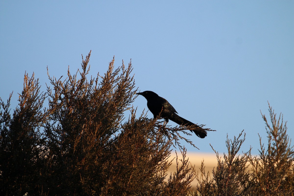 Great-tailed Grackle - Keith Bailey