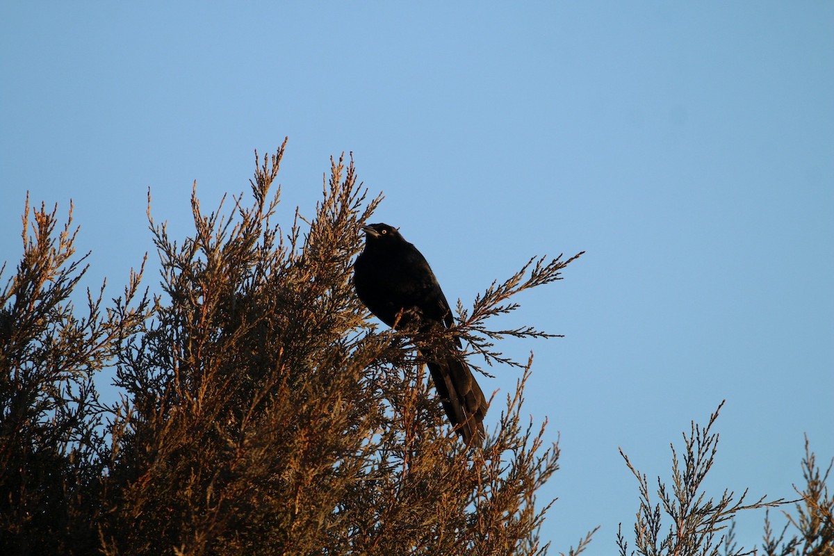 Great-tailed Grackle - Keith Bailey