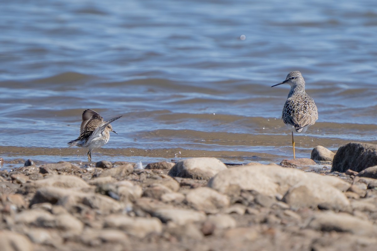 Least Sandpiper - ML325023231