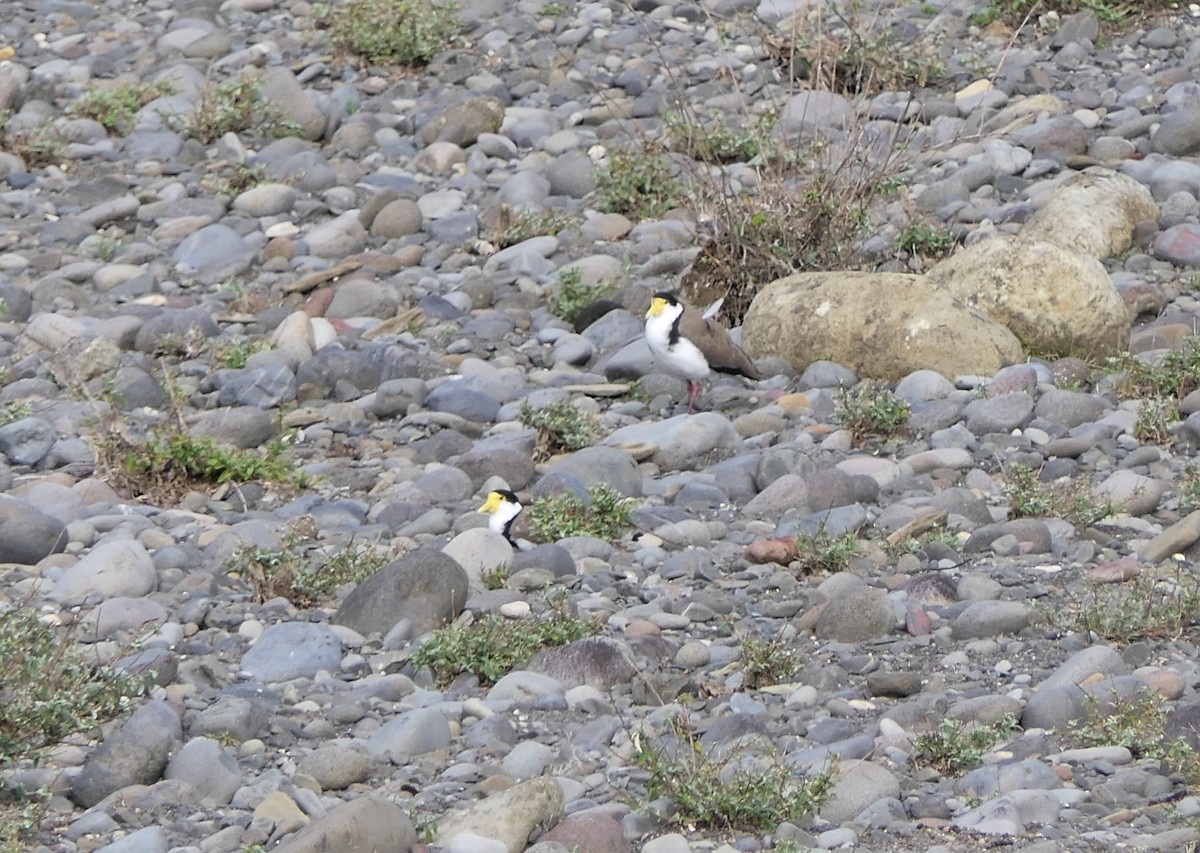 Masked Lapwing - ML325023561