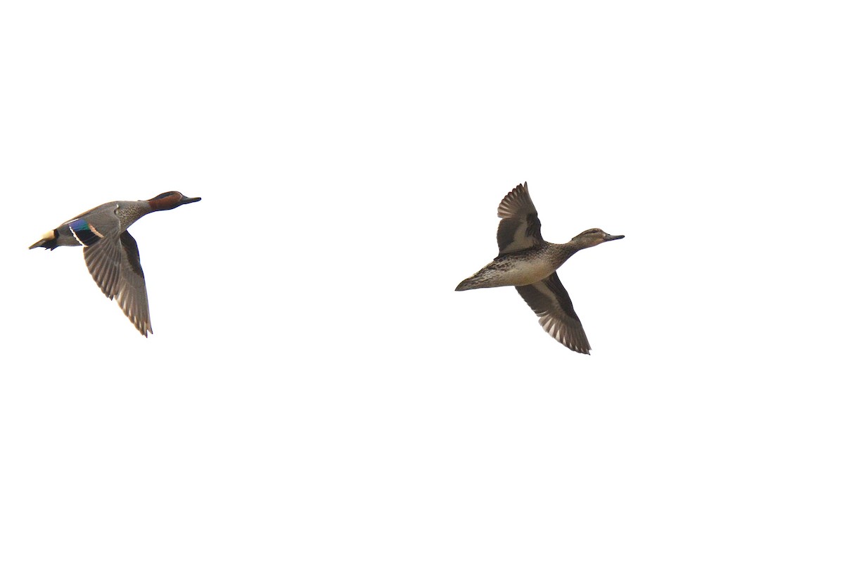 Green-winged Teal (American) - ML325023841