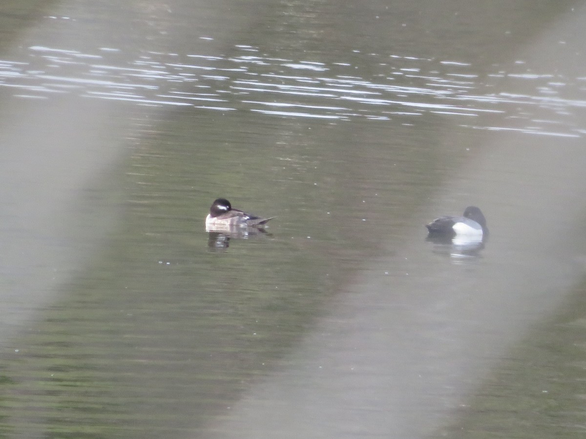 Bufflehead - ML325024711