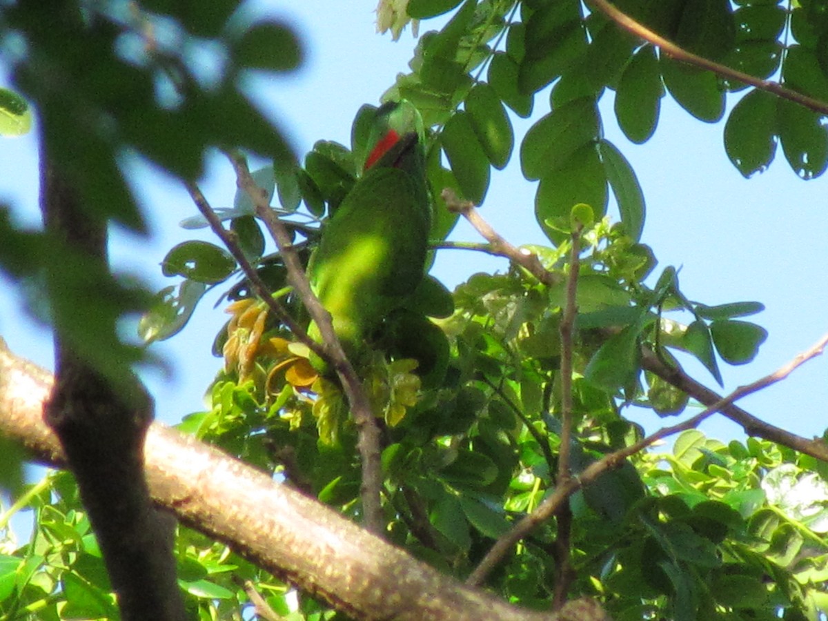 Philippine Hanging-Parrot - ML325025421