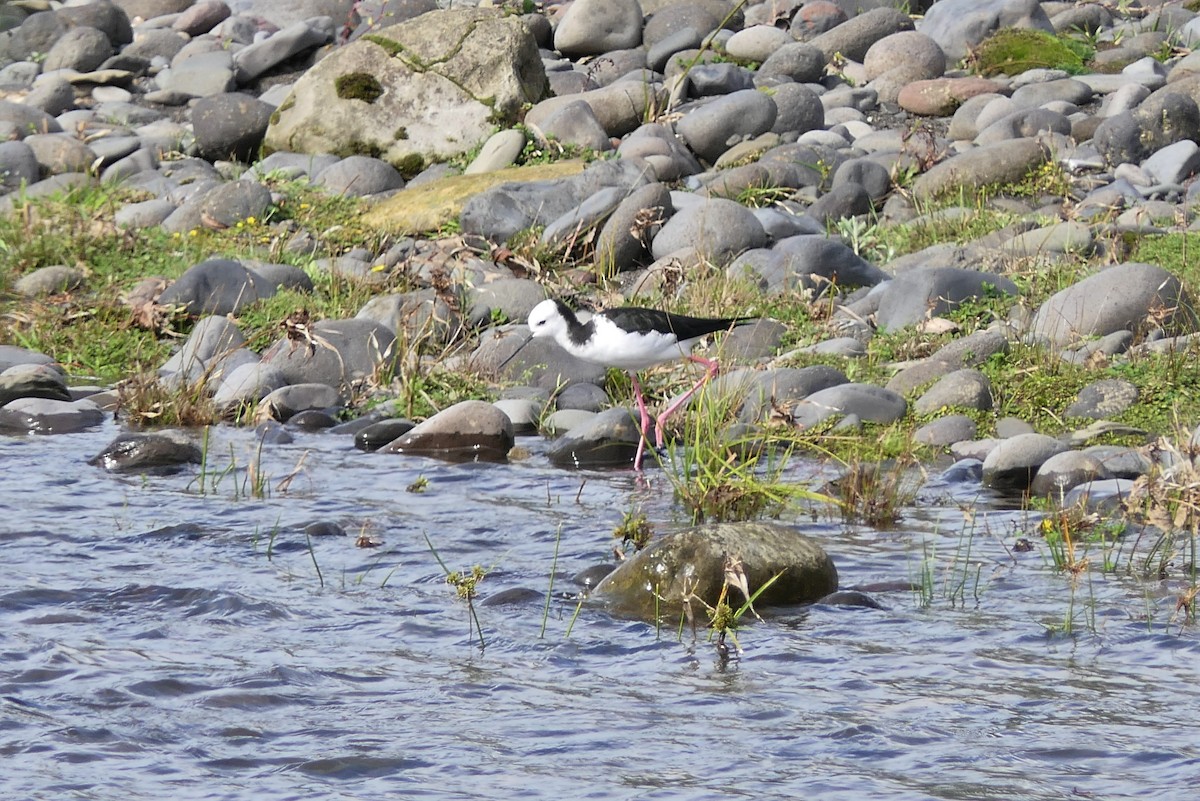 Pied Stilt - ML325025971