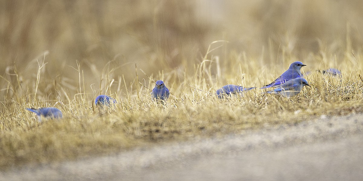 Mountain Bluebird - ML325027571