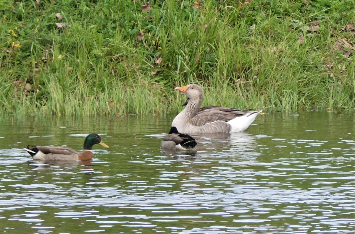 Graylag Goose - ML325028121