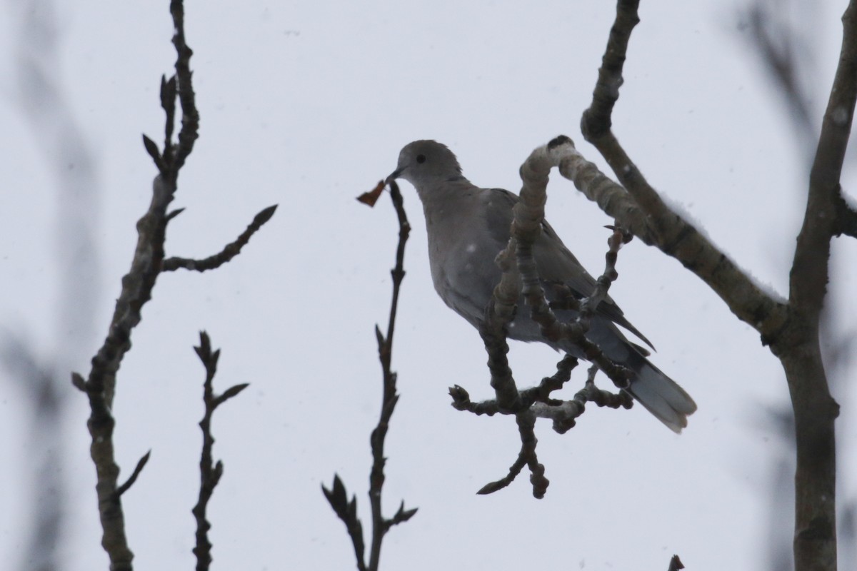 Eurasian Collared-Dove - ML325029481