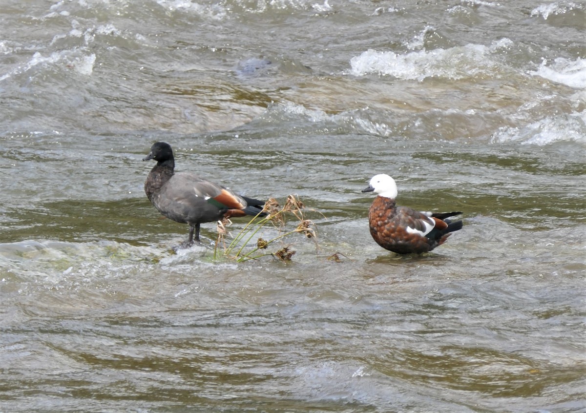 Paradise Shelduck - ML325030311