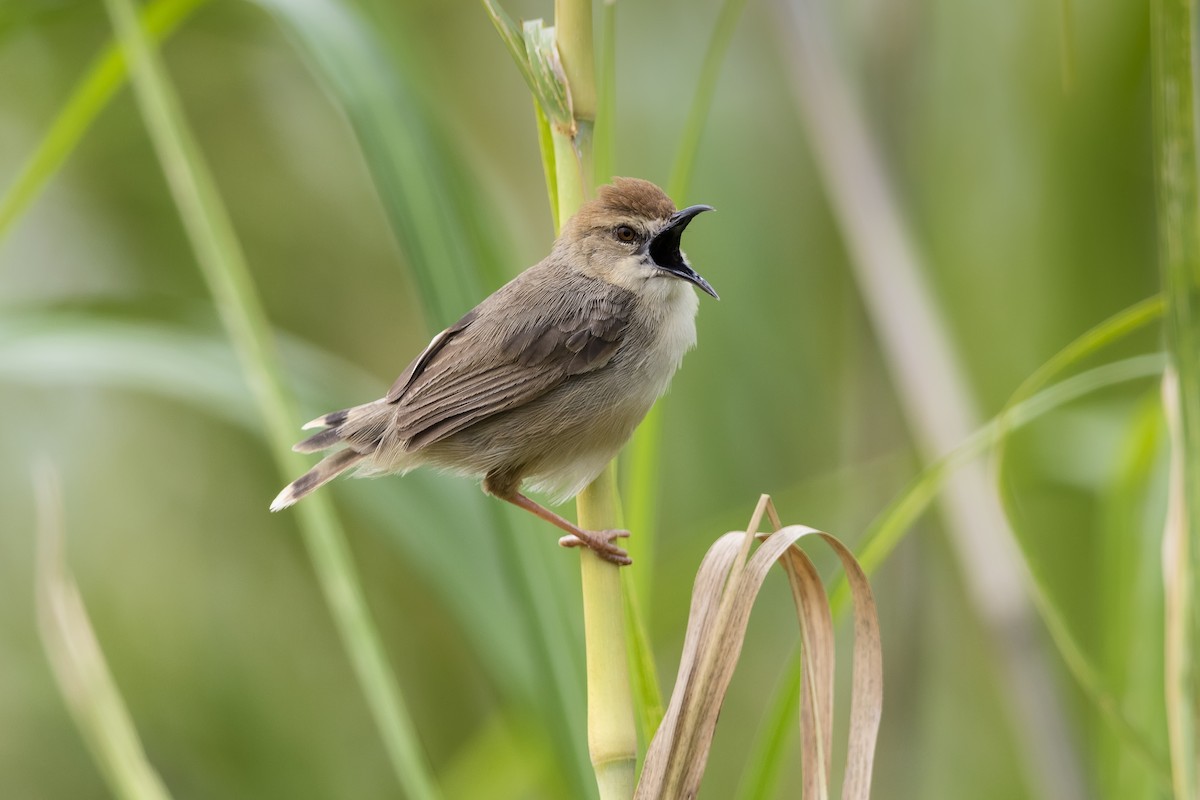 Kilombero Cisticola - Stefan Hirsch