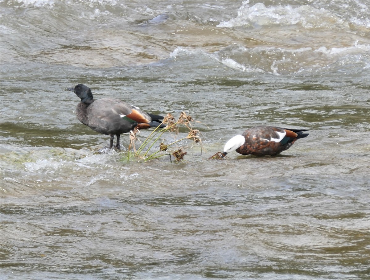 Paradise Shelduck - ML325030501