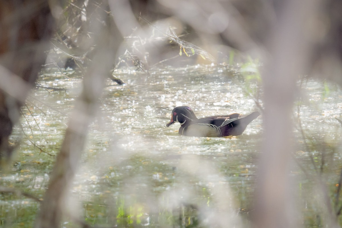 Wood Duck - ML325030531