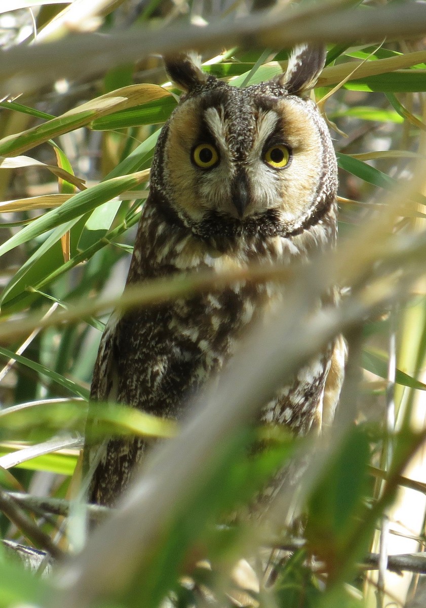 Long-eared Owl - Thomas Wurster