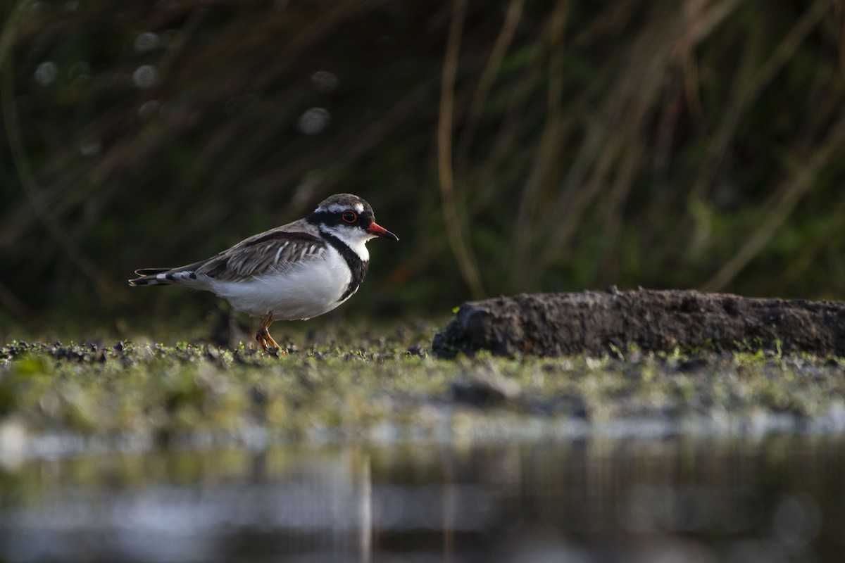 Black-fronted Dotterel - ML325031661