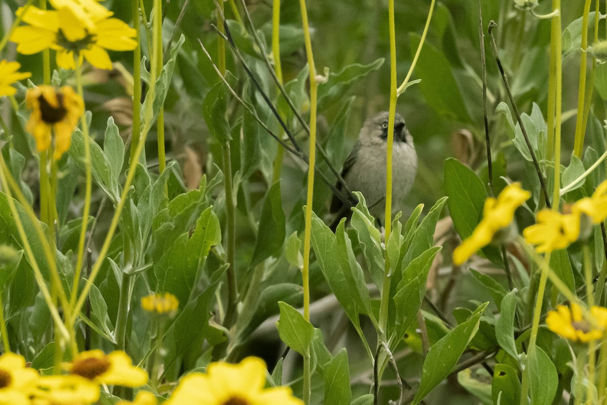 Bushtit (Pacific) - ML325032381