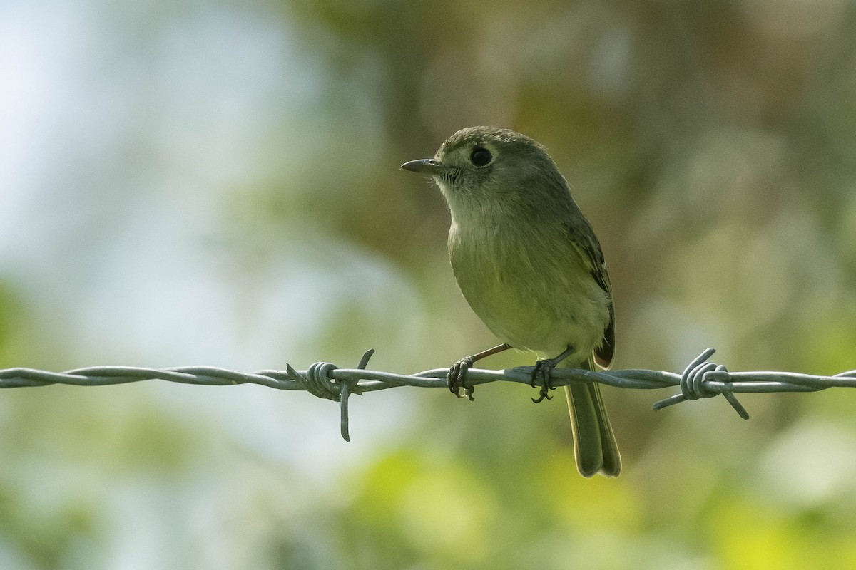 Hutton's Vireo - James McNamara