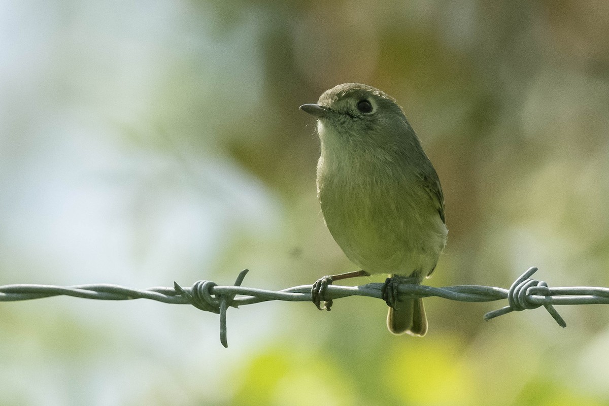 Hutton's Vireo - James McNamara