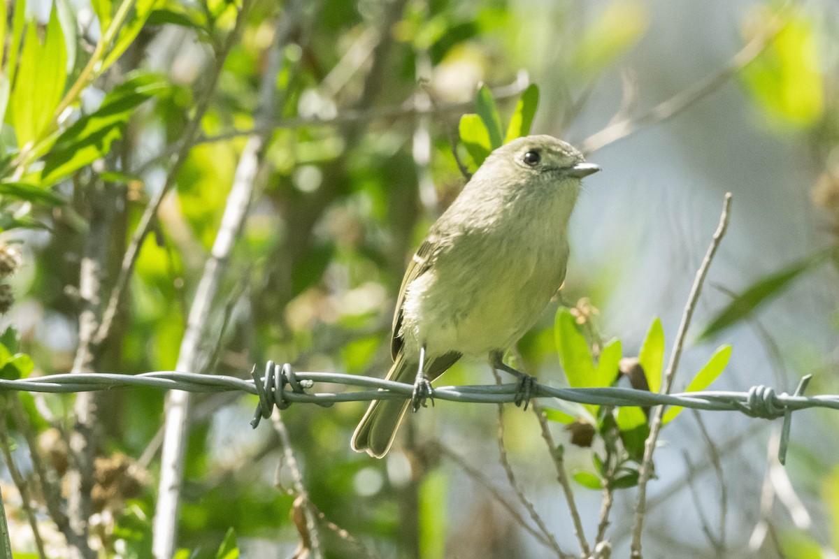 Hutton's Vireo - James McNamara