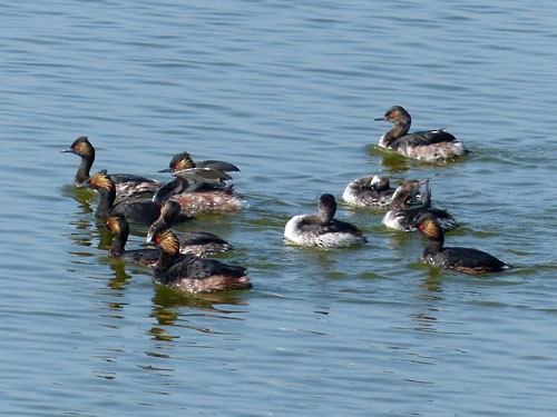 Eared Grebe - ML32503301